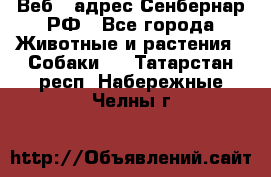 Веб – адрес Сенбернар.РФ - Все города Животные и растения » Собаки   . Татарстан респ.,Набережные Челны г.